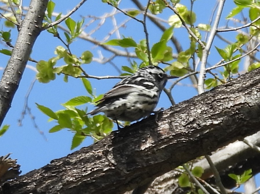 Black-and-white Warbler - ML618356012