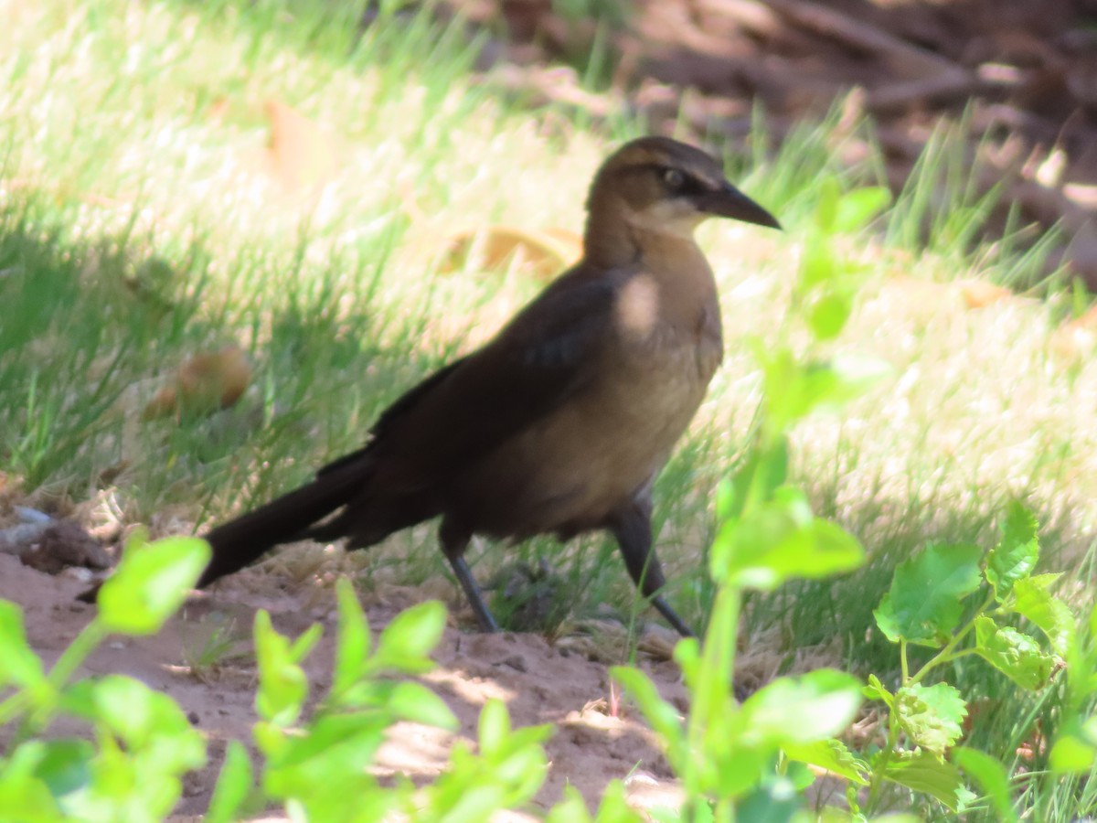 Great-tailed Grackle - ML618356018