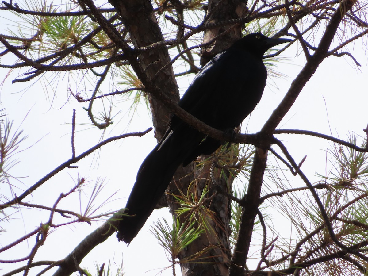 Great-tailed Grackle - patty kirk