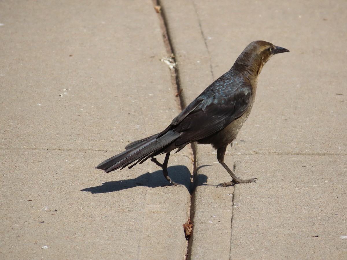 Great-tailed Grackle - ML618356021