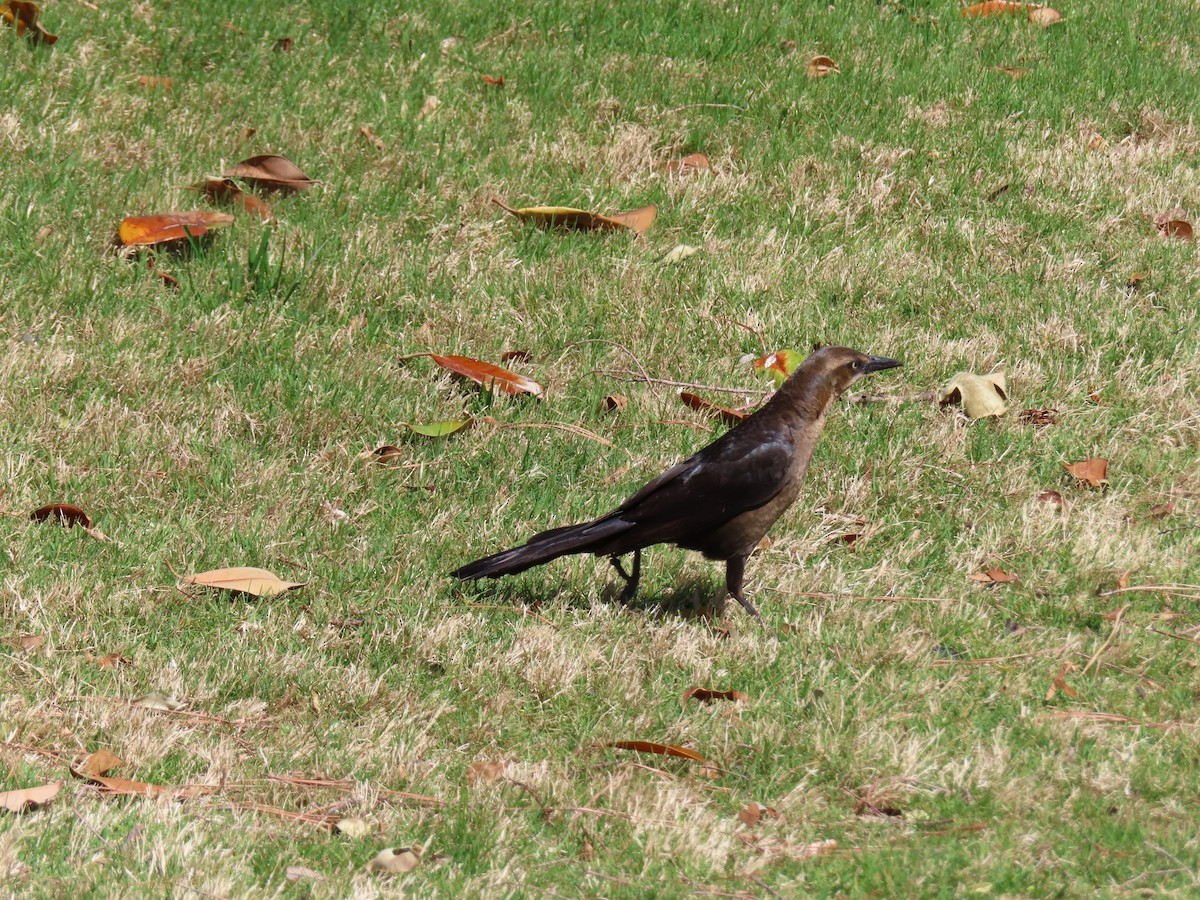 Great-tailed Grackle - ML618356022
