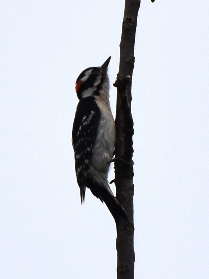 Downy Woodpecker - ML618356028