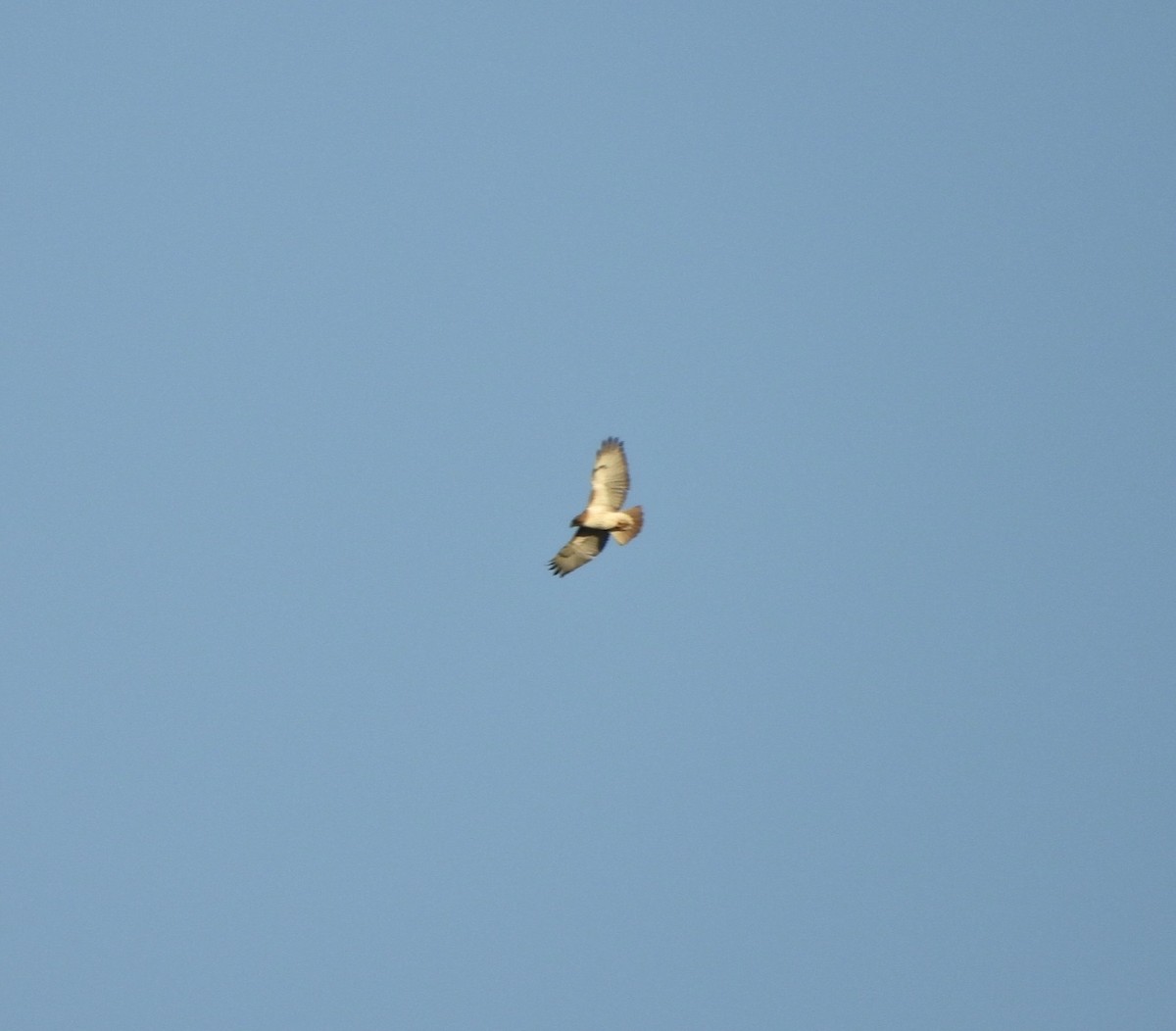 Red-tailed Hawk - ML618356031