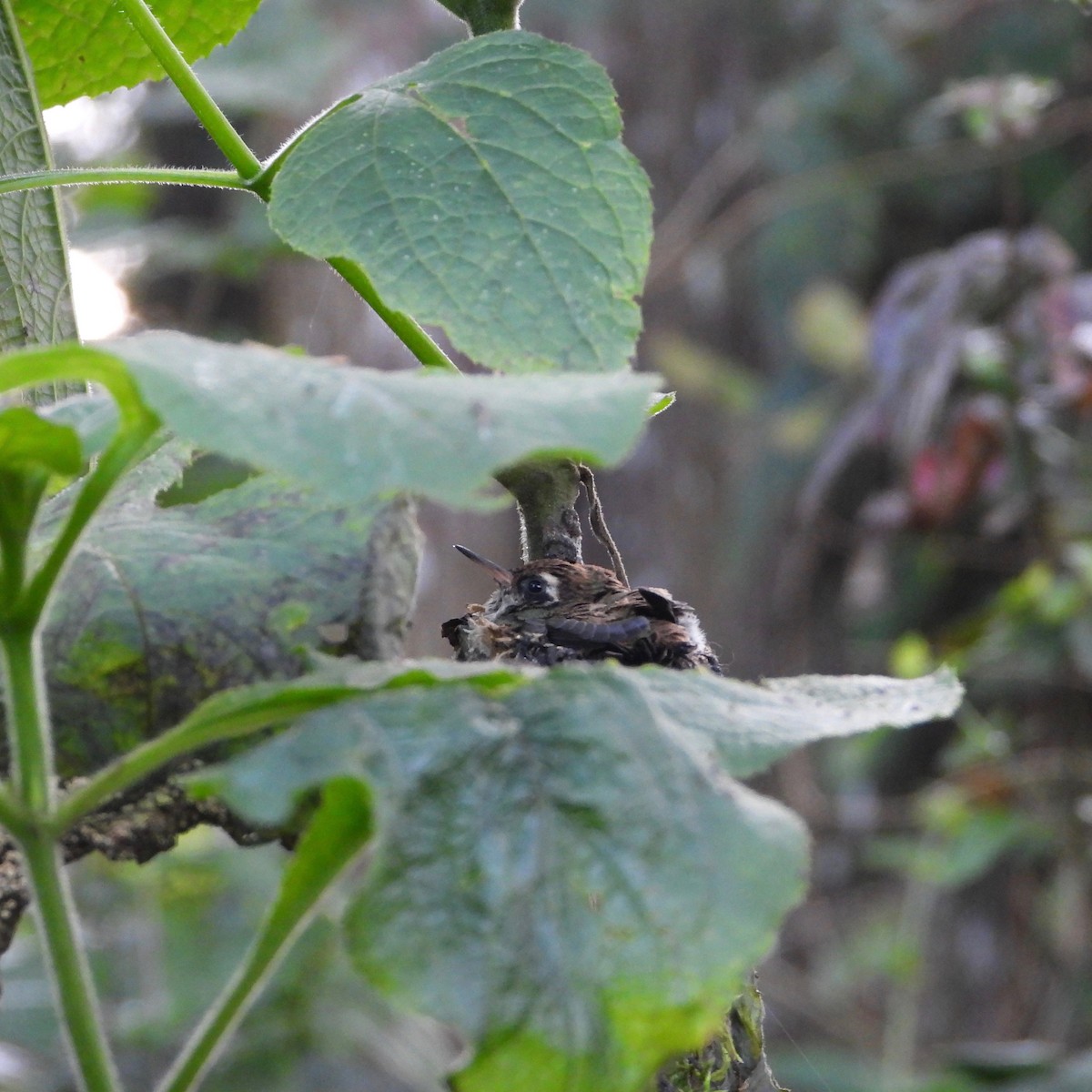 White-eared Hummingbird - ML618356039