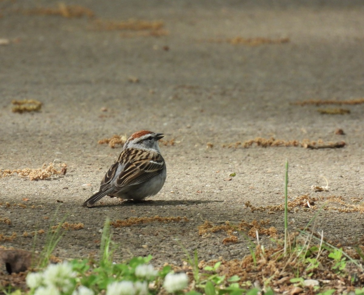 Chipping Sparrow - ML618356040