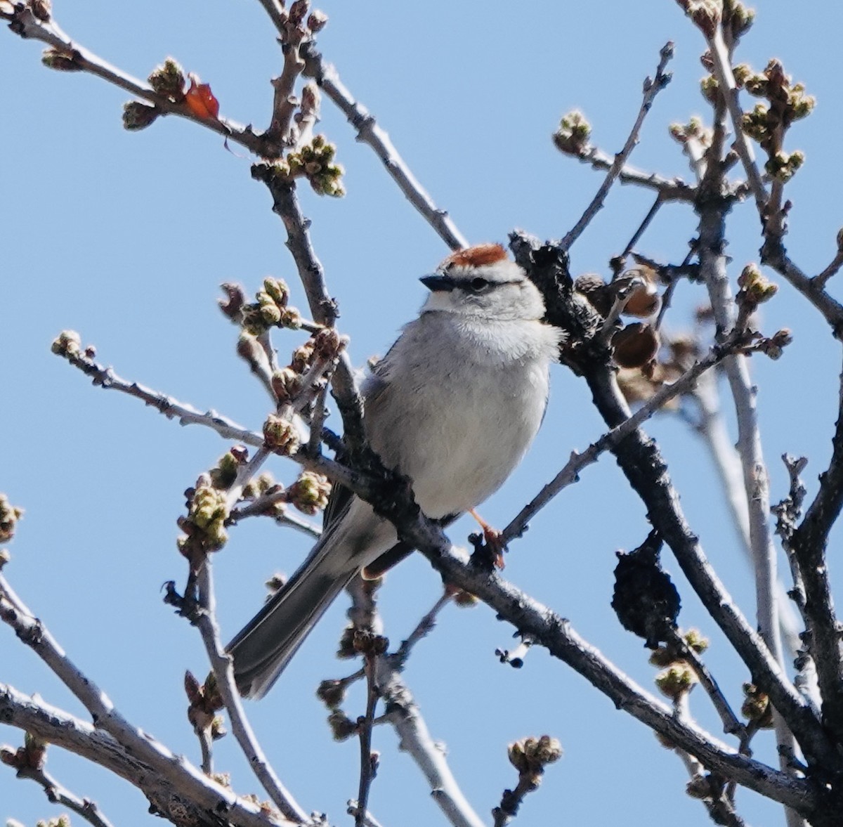 Chipping Sparrow - ML618356062