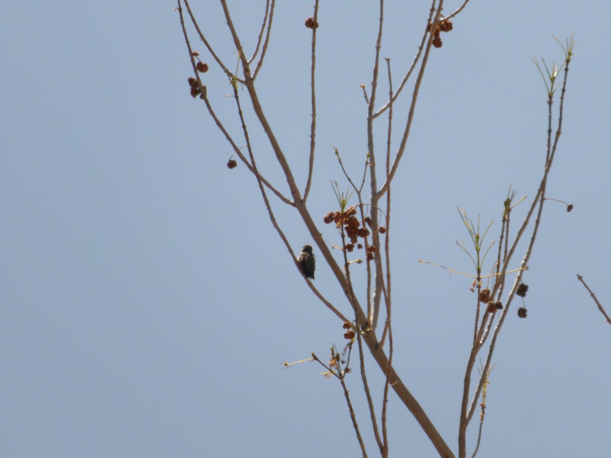 Black-chinned Hummingbird - ML618356063