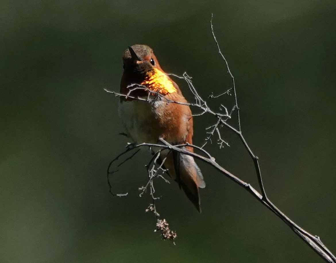 Rufous Hummingbird - ML618356111