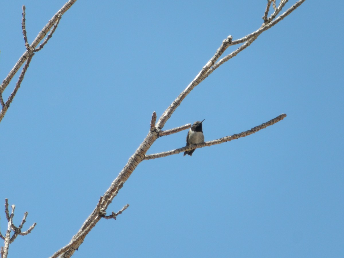Black-chinned Hummingbird - ML618356126