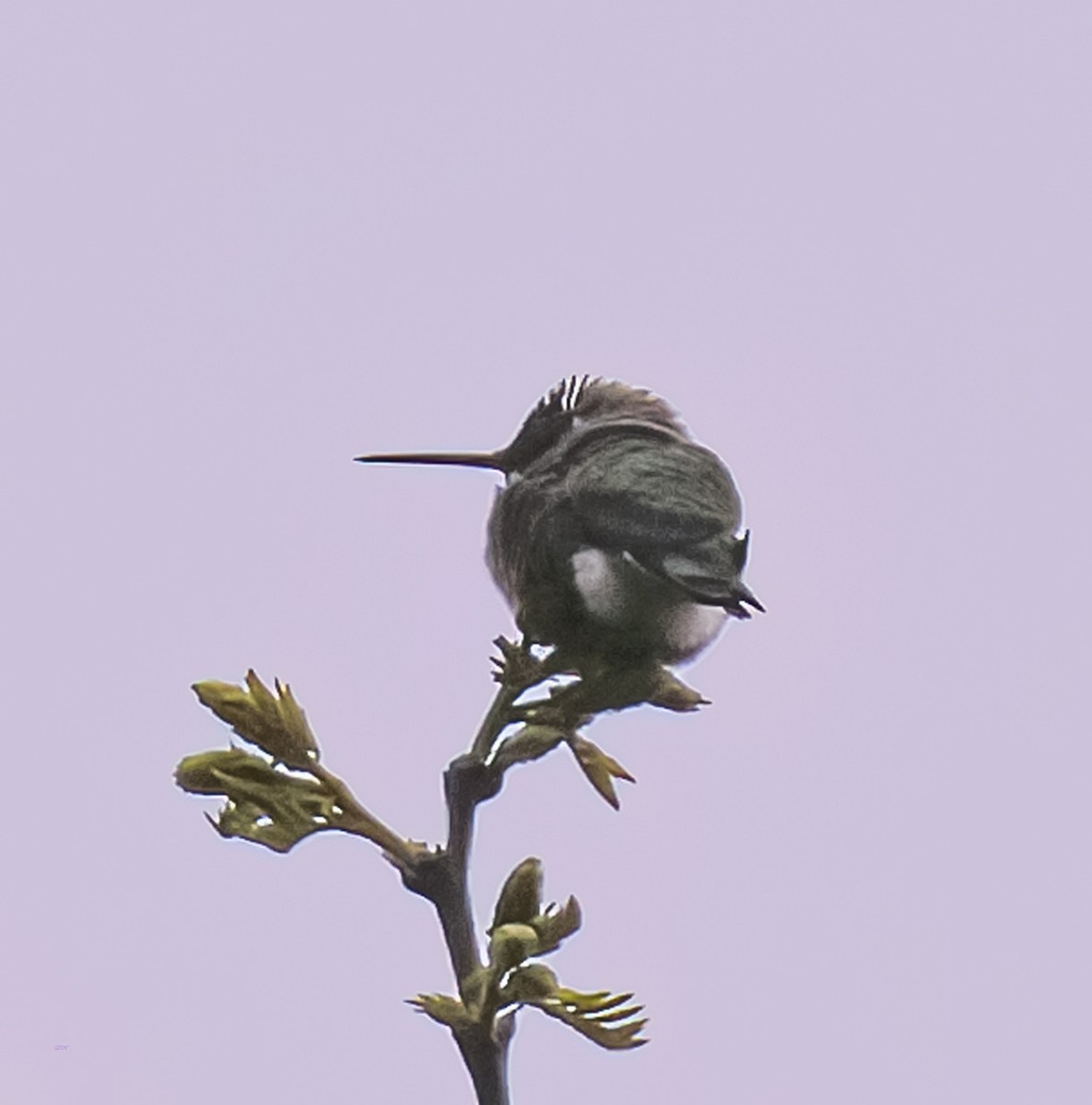Anna's Hummingbird - David Hoar
