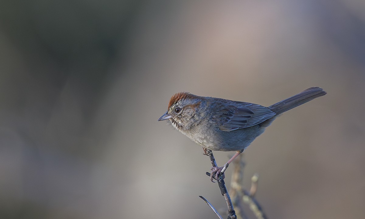 Rufous-crowned Sparrow - Becky Matsubara