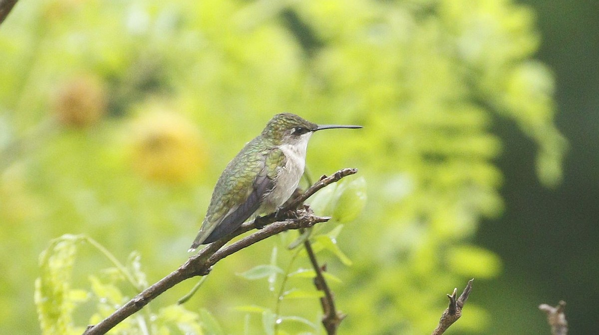 Ruby-throated Hummingbird - Steven McDonald