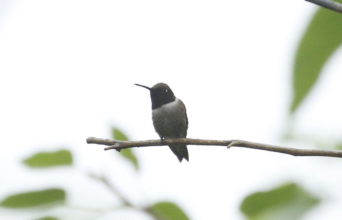 Black-chinned Hummingbird - ML618356152