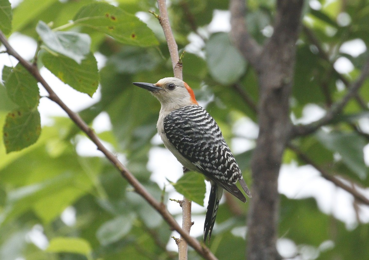 Red-bellied Woodpecker - ML618356166