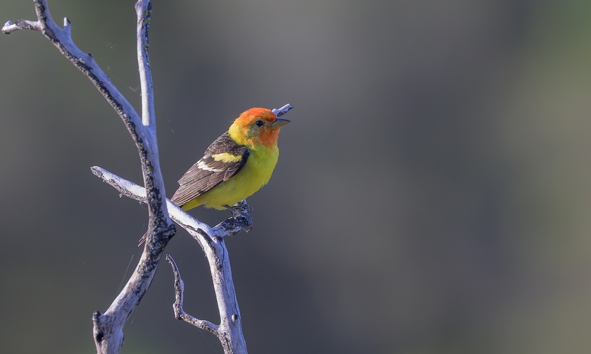 Western Tanager - ML618356179
