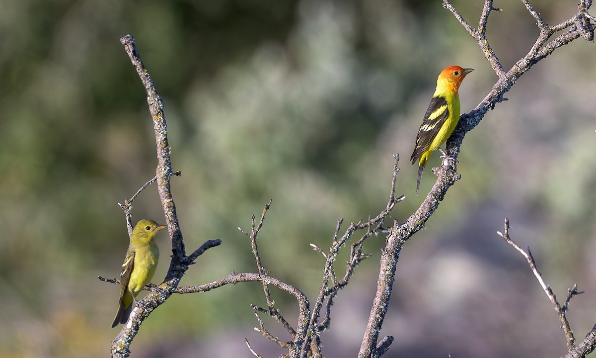 Western Tanager - ML618356184