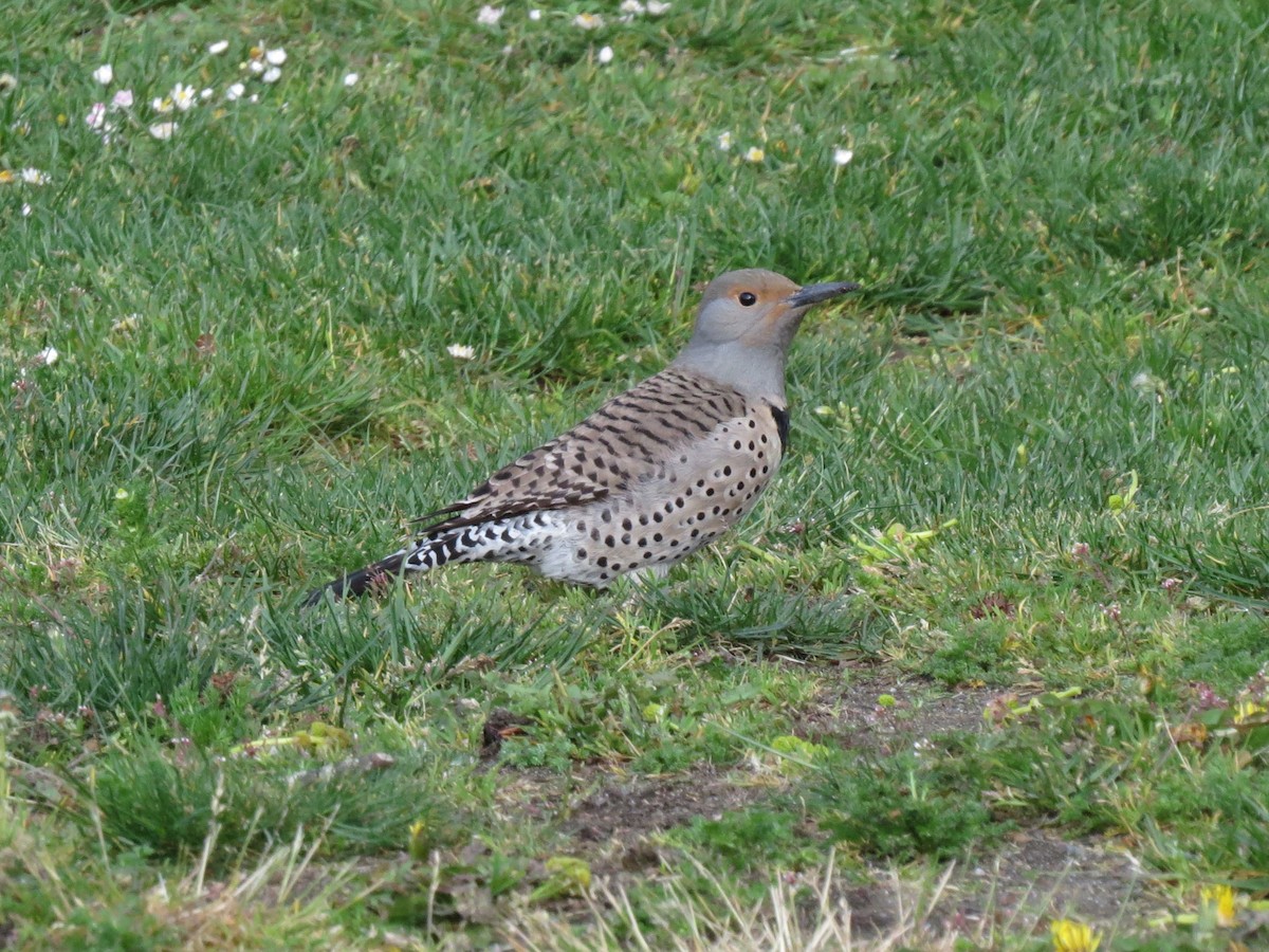 Northern Flicker (Red-shafted) - ML618356185