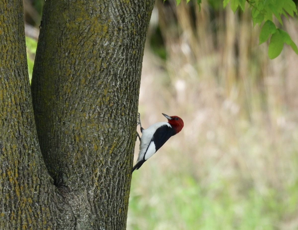 Red-headed Woodpecker - ML618356187