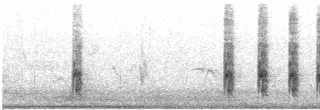 hvitnebbøffelvever - ML618356190