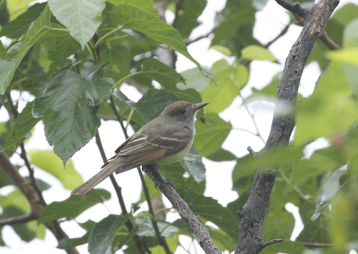 Great Crested Flycatcher - ML618356202