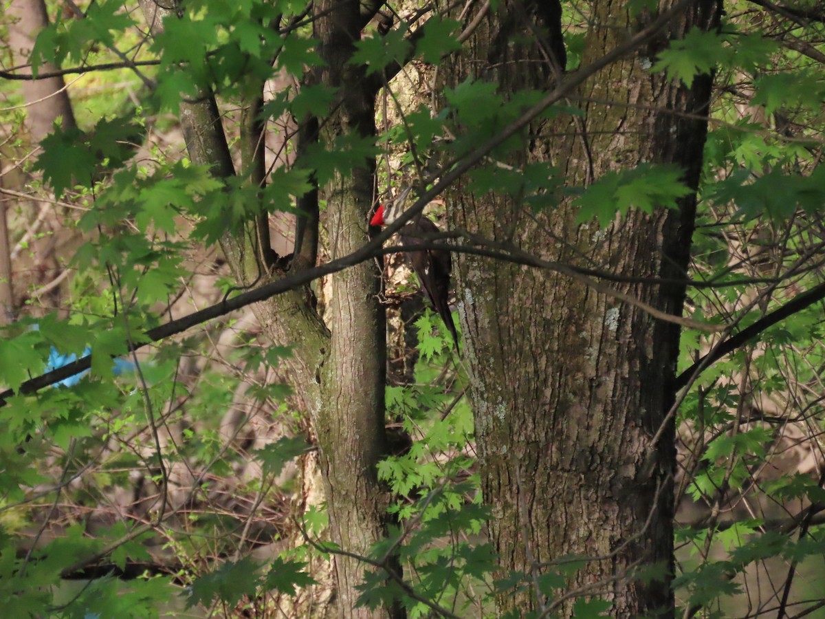 Pileated Woodpecker - ML618356208