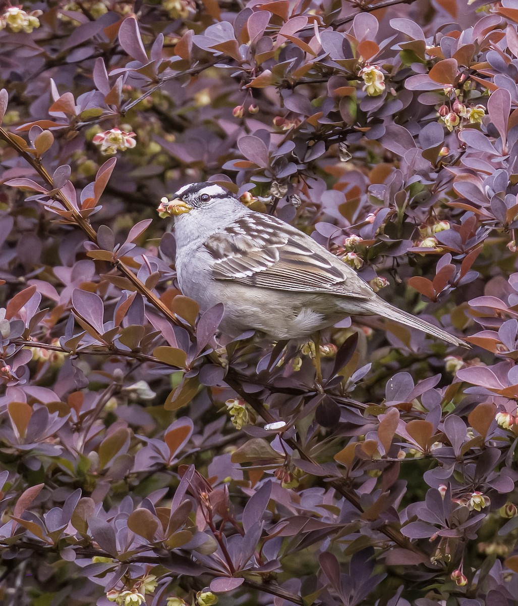 White-crowned Sparrow - ML618356227