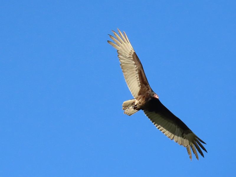 Turkey Vulture - ML618356230