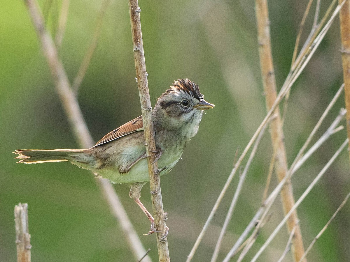 Swamp Sparrow - ML618356235