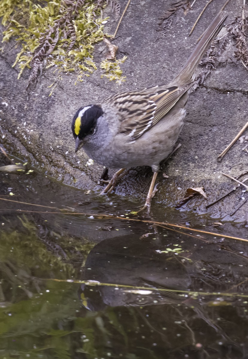 Golden-crowned Sparrow - ML618356237