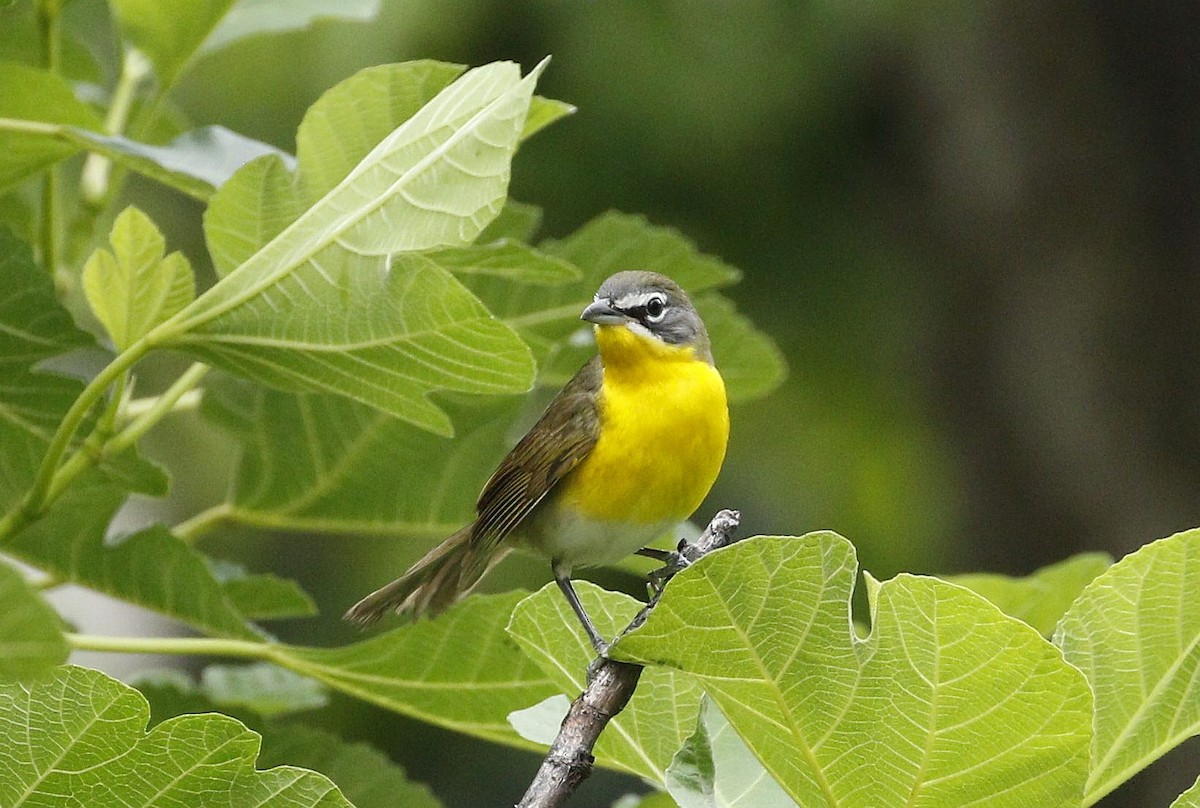 Yellow-breasted Chat - ML618356238