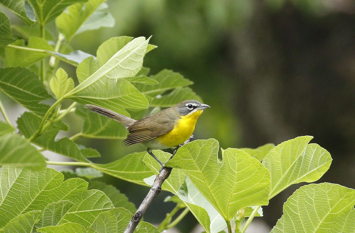 Yellow-breasted Chat - ML618356239