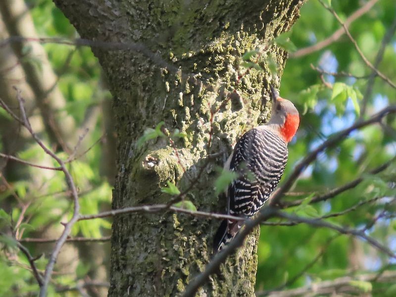 Red-bellied Woodpecker - ML618356240