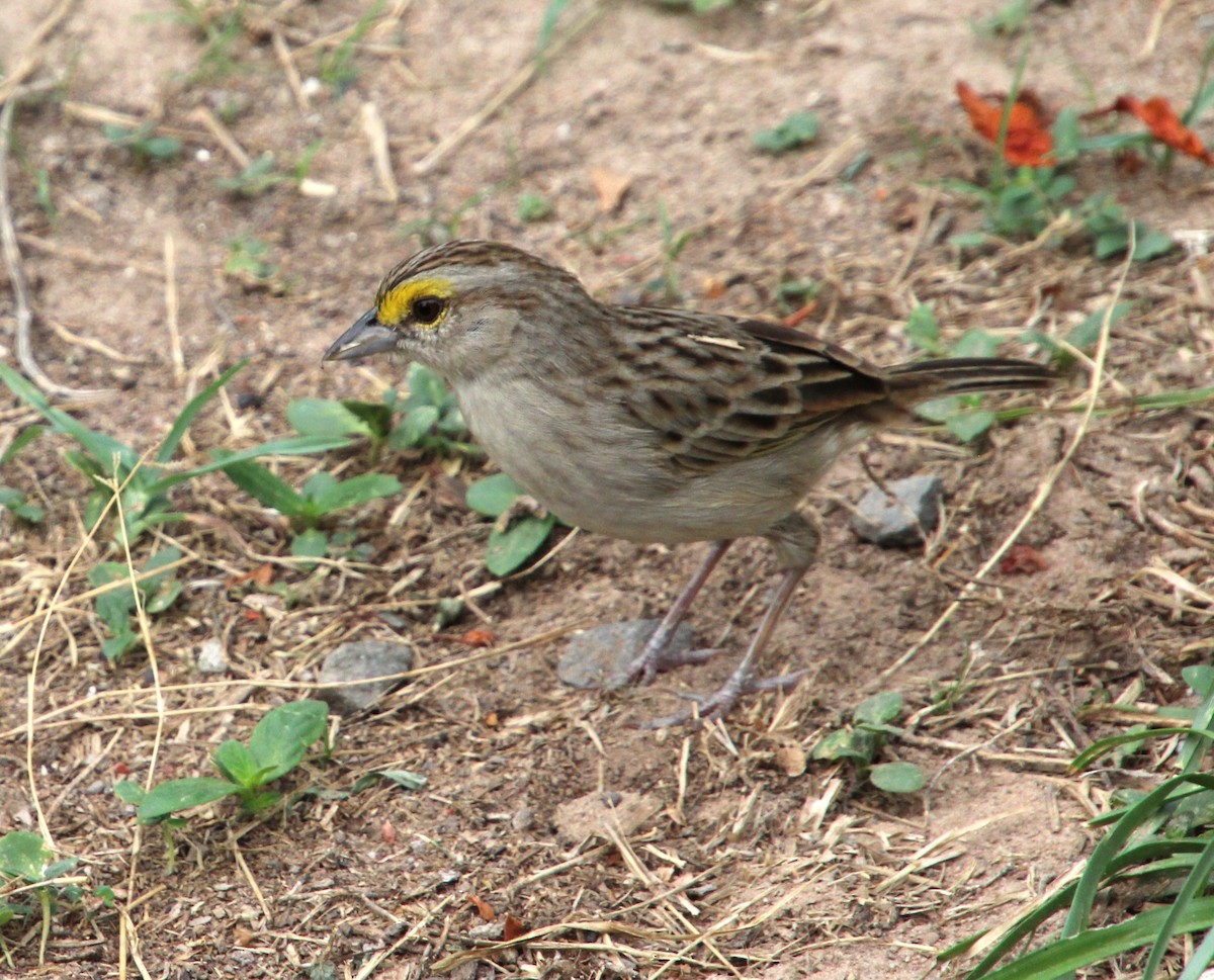 Yellow-browed Sparrow - otilia meza