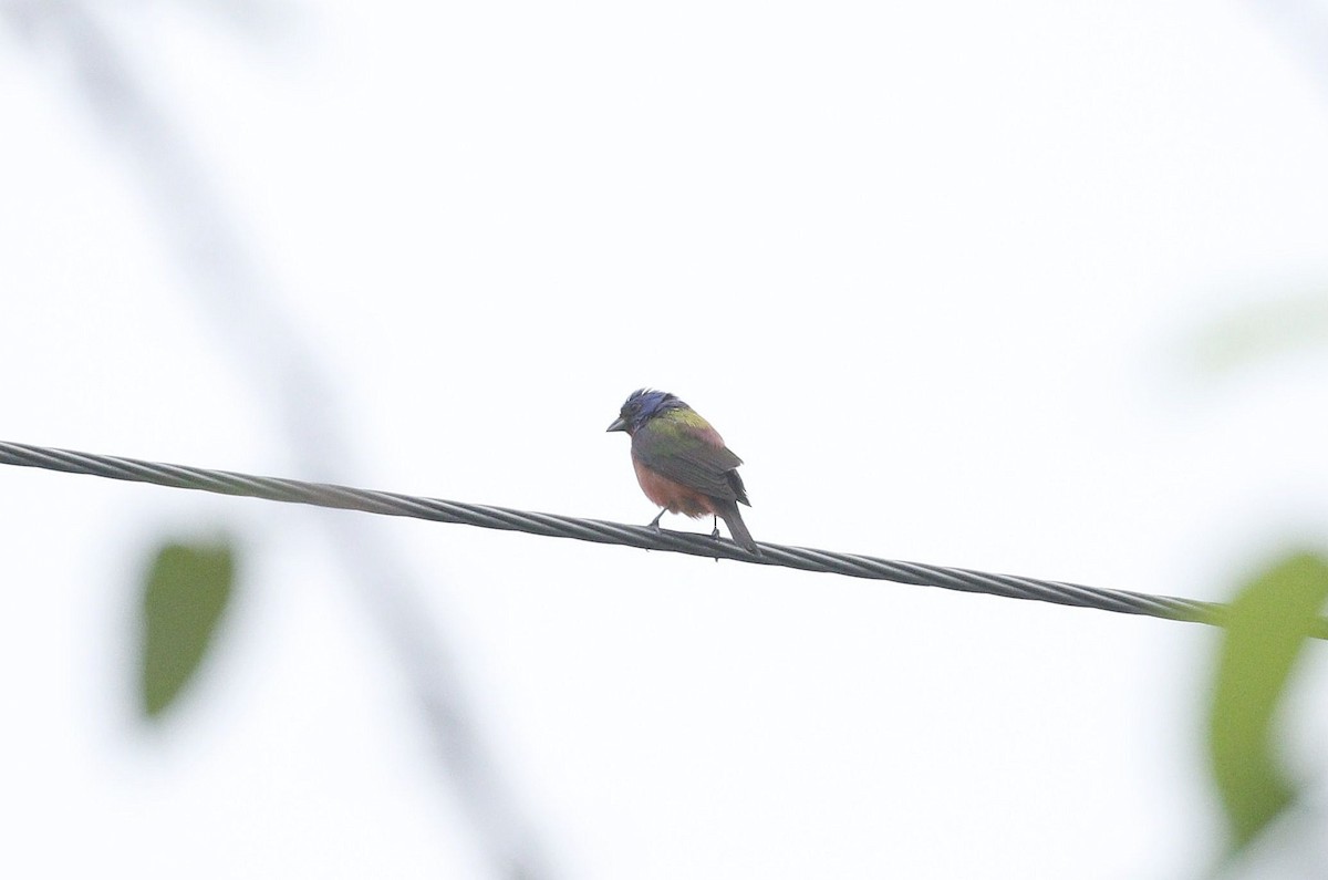 Painted Bunting - ML618356307