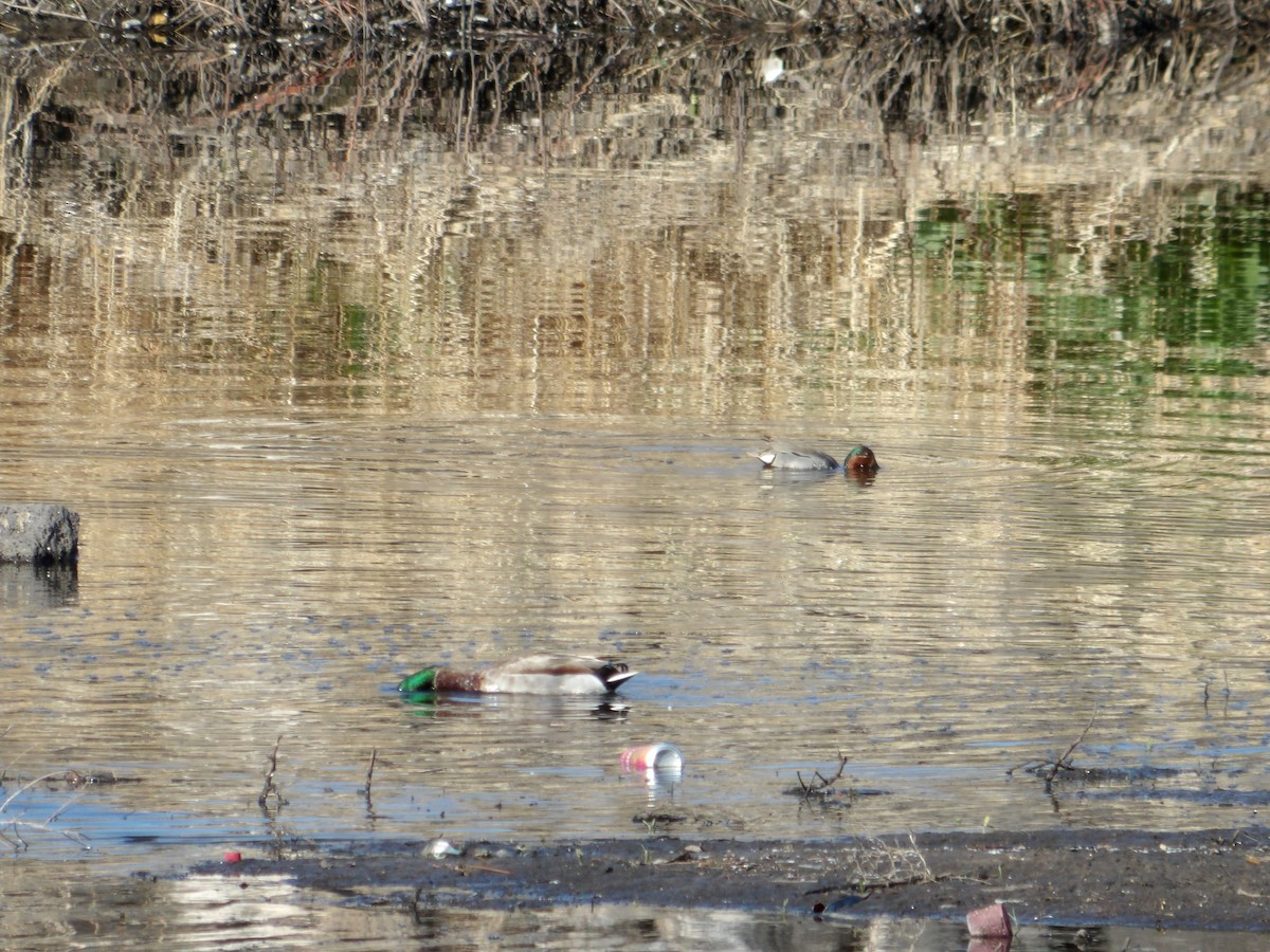 Green-winged Teal - ML618356325