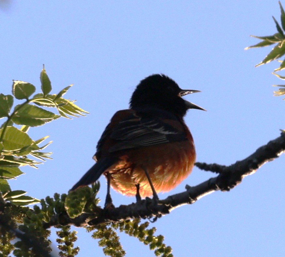 Orchard Oriole (Orchard) - ML618356327