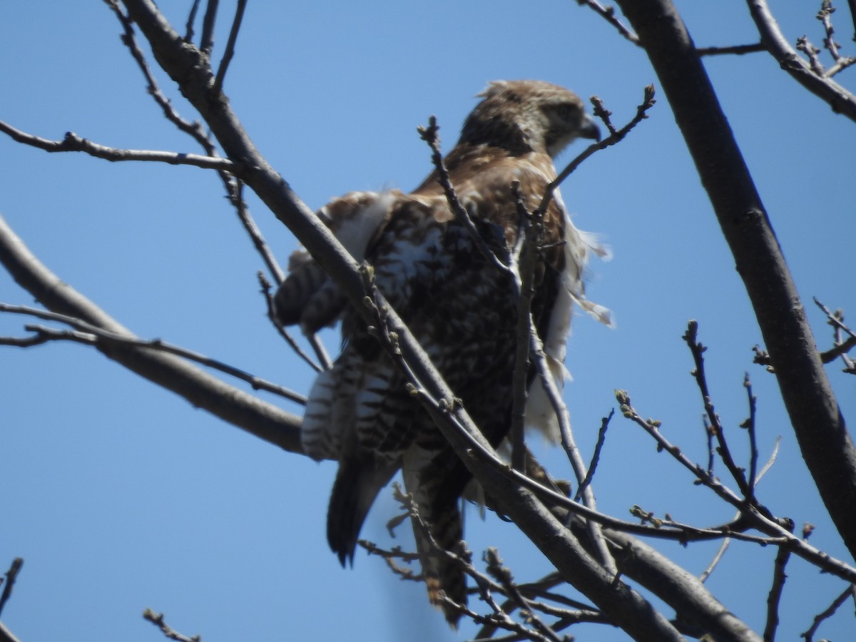 Red-tailed Hawk - ML618356330