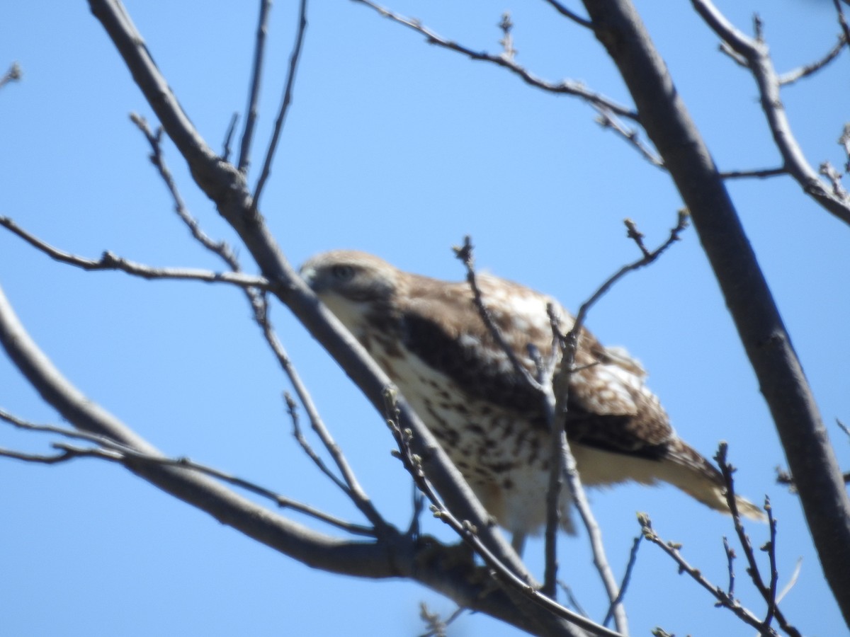 Red-tailed Hawk - ML618356331