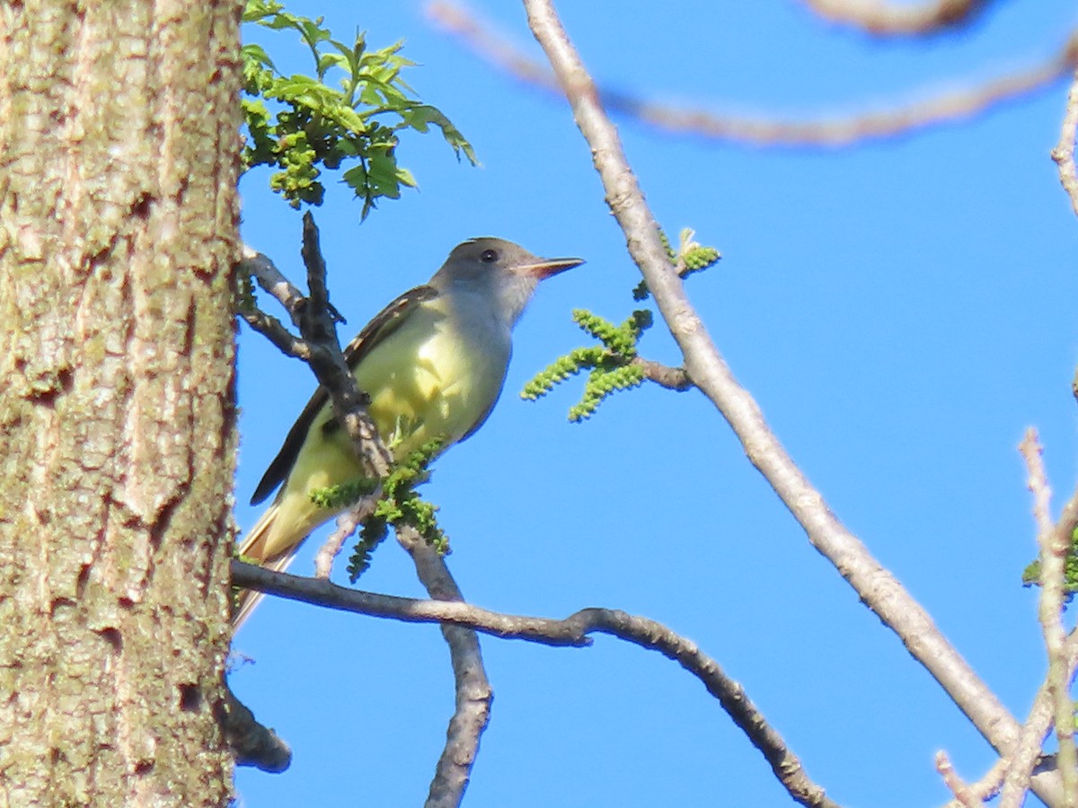Great Crested Flycatcher - ML618356340