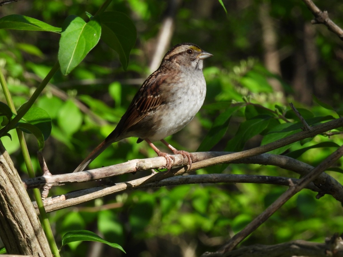 White-throated Sparrow - ML618356342