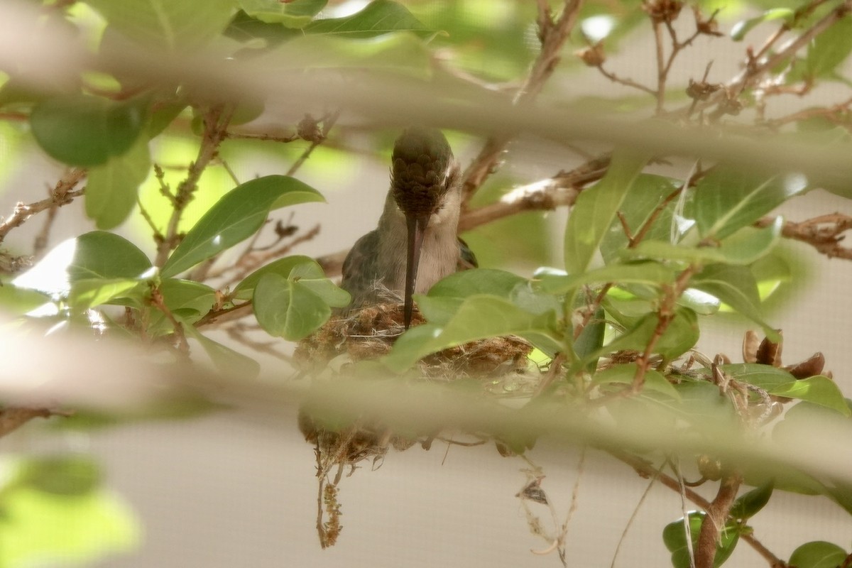 Broad-billed Hummingbird - ML618356350