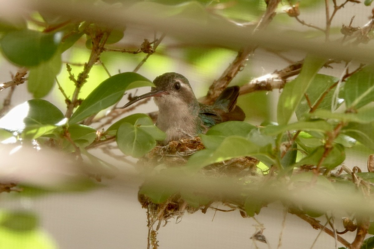 Broad-billed Hummingbird - ML618356351