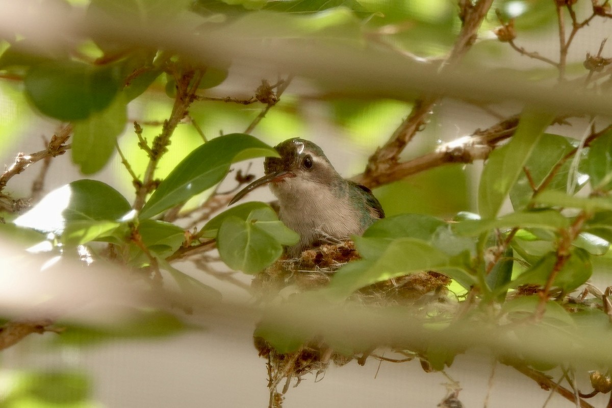 Broad-billed Hummingbird - ML618356352