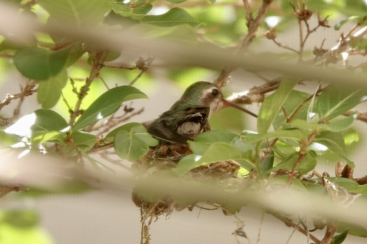 Broad-billed Hummingbird - ML618356353