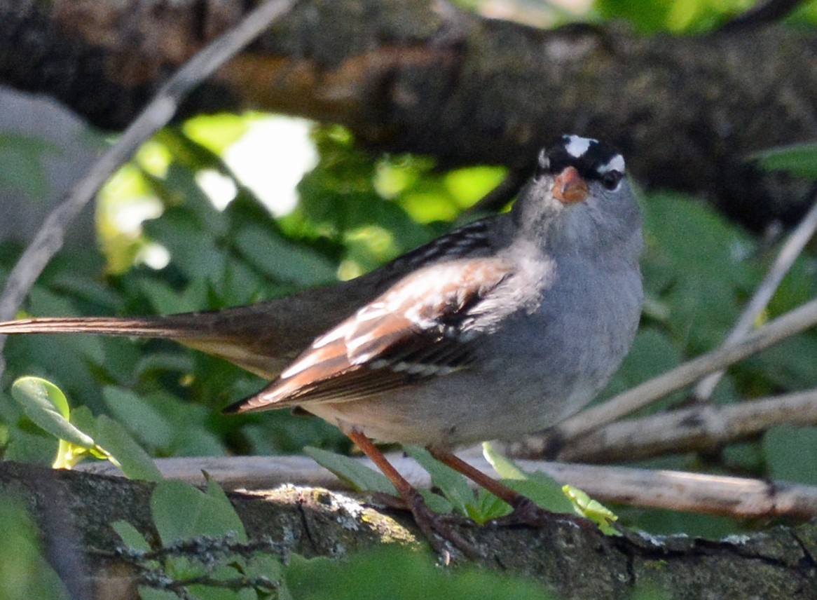 White-crowned Sparrow - Carol Berney