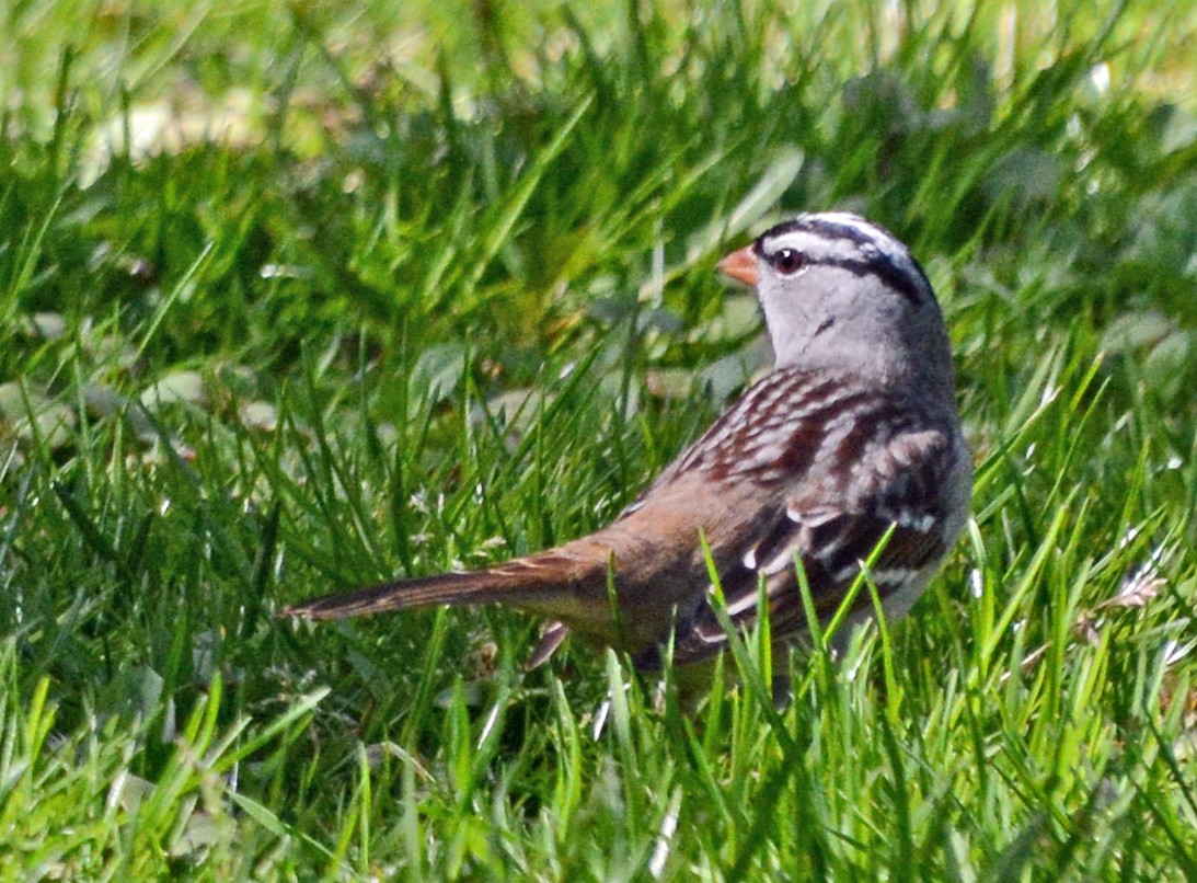 White-crowned Sparrow - ML618356362