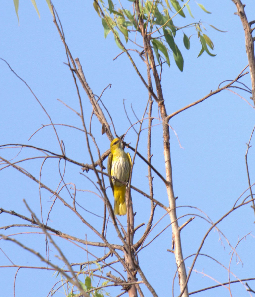 Indian Golden Oriole - ML618356375