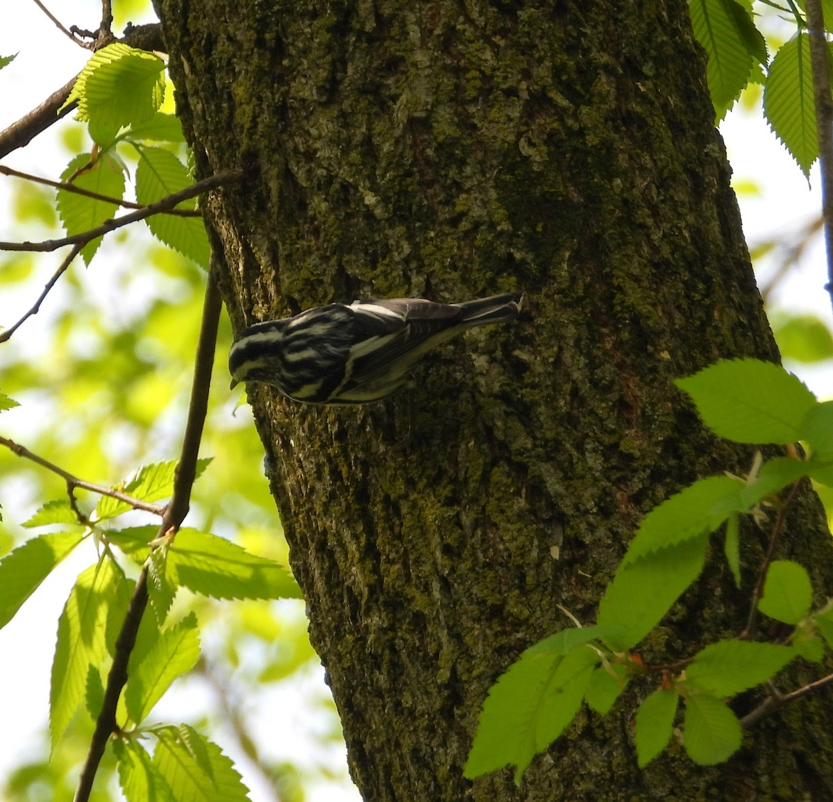 Black-and-white Warbler - ML618356405