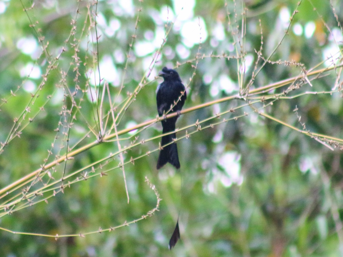 Greater Racket-tailed Drongo - ML618356437