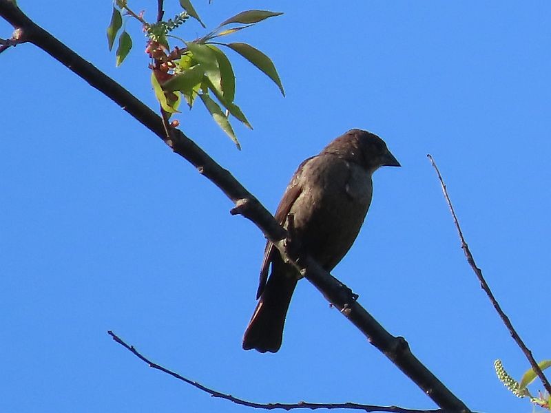 Brown-headed Cowbird - ML618356455